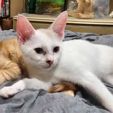 This sweet baby is headed to Dr Staerkel's office, very sick Please donate  580-242-4499