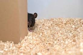 Disini kami kongsikan cara menghalau tikus dengan menggunakan uncang teh sahaja. Ada 5 Cara Halau Tikus Guna Daun Pudina Antara Paling Berkesan I Suke Mstar