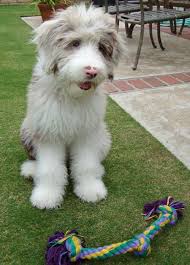 Do you llove own a living teddy bear ? Pin On Puppies Puppies And More Puppies Awwwww