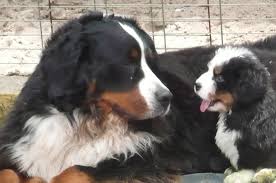 Check out our bernese mountain dog selection for the very best in unique or custom, handmade pieces from our shops. Chilibern Kennel Bernese Mountain Dog Breeder Perth Wa