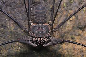 Image result for Amblygonocarpus