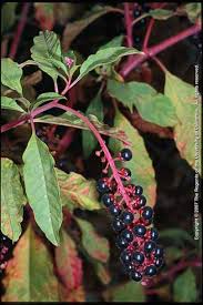 Image result for Phytolacca