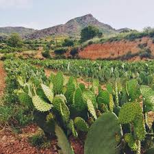 During the spring, attractive blooms. Nopal Vegetable For Sale From Valencia Spain Europe Prickly Pears Cactus Opuntia