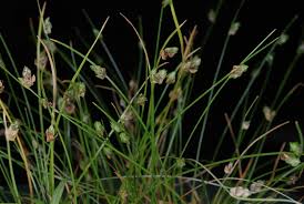 Image result for Isolepis