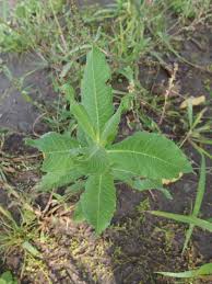 Image result for Guizotia scabra