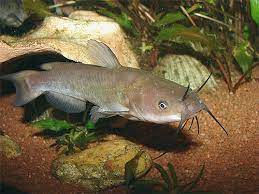Other catfish species include black bullhead, yellow bullhead, brown bullhead, toothless blindcat, widemouth blindcat, tadpole. North American Native Fishtanks Bullhead Catfish Of The Genus Ameiurus In Between