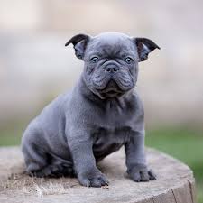 This remains from the time they are puppies. Blue French Bulldog The Ultimate Guide French Bulldog Breed