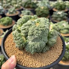 Image result for Kotschya carsonii