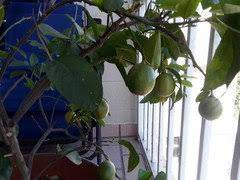 Record buck farms has been one of the top container grown citrus farms in the country for over 30 years. Record Buck Farms