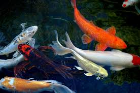 Click here to go to the main fish page. Fish Theschoolrun