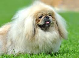 Fun Fact Why Do Cats And Dogs Like To Sunbathe They Lie In The Sun Is So The Oily Cholesterol On Their Skin Is Converted To Vitamin D3 Their Thick Fur Means