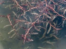 Image result for Potamogeton crispus