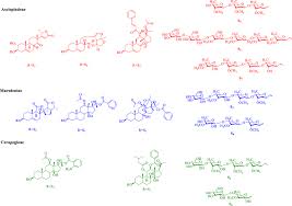 Image result for Apocynaceae subfamilies Asclepiadoideae and Secamonoideae