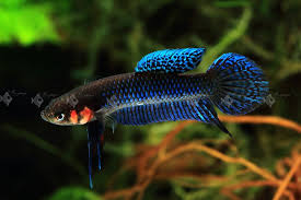 Streamlined Sparkles Betta Hendra 15 Betta Tropical Fish Aquarium Pet Fish