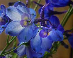 Delphinium Belladonna Group Gardensonline