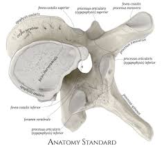 See more ideas about thoracic vertebrae, thoracic, vertebrae. Typical Thoracic Vertebra Inferior Oblique View Thoracic Vertebrae Human Spine Thoracic