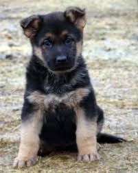 Then you should have contact humane law enforcement because in many places it is actually illegal to sell dogs under 8 weeks old. 6 Week Old Black Eyes German Shepherd Puppy German Shepherd Puppies Puppy Dog Photos Puppies