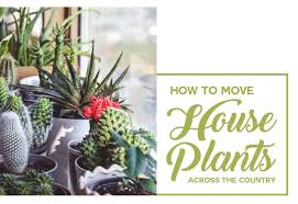 Cactus, cowboys, cattle wranglers, and poachers? How To Move House Plants Across The Country Great Guys Moving