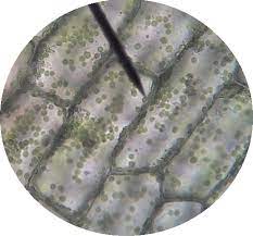 Maybe you would like to learn more about one of these? Plant Cell Lab Makeup