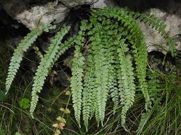 Image result for Asplenium preussii