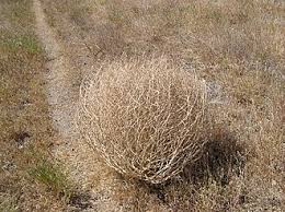 Image result for Salsola kali