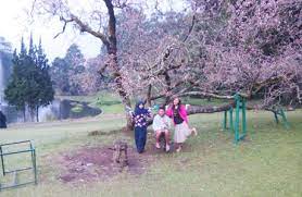We did not find results for: Taman Bunga Sakura Bogor Sensasi Wisata Serasa Di Jepang Penginapan Net 2021