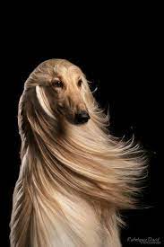 beautiful dogs おしゃれまとめの人気アイデア pinterest clarck s hairstyle 美しい犬 犬 面白いペット
