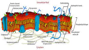 The outer boundary of the cell which makes up the three main parts of the human cell is the? Plasma Membrane Of A Cell Definition Function Structure Video Lesson Transcript Study Com