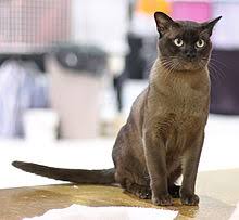 Burmese Cat Wikipedia