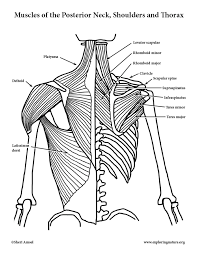 The head of the humerus forms the ball. Muscles Of The Neck Shoulders Chest And Thorax Posterior Advanced