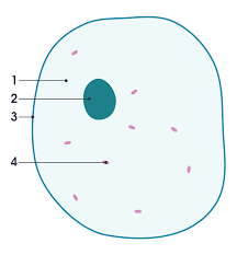 Diagram of animal cell simple. File Simple Diagram Of Animal Cell Numbers Svg Wikimedia Commons