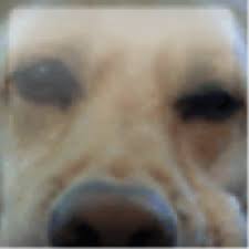 Mlg dog 1080x1080 you are looking for are usable for you right here. May I Get This Pic In 1080x1080 And Can It Be Cropped To Fit A Circle Please Xboxgamerpics