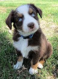 Though you might think that an australian shepherd is from australia, it is actually a breed that was created in the u.s. Australian Shepherd Puppies For Sale Blomkest Mn 275986