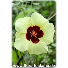 Image result for Hibiscus calyphyllus
