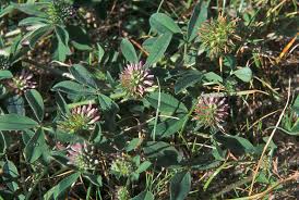 Image result for Trifolium spumosum