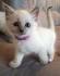Siamese Kittens for Sale - Adoptapet