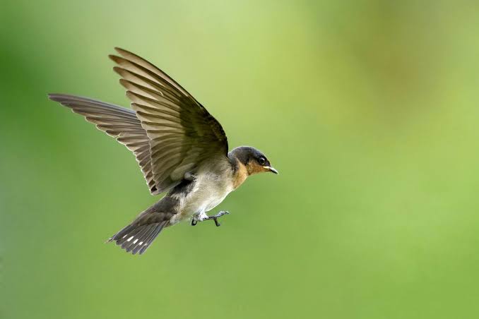 10 Essential Facts to Help You Understand Birds