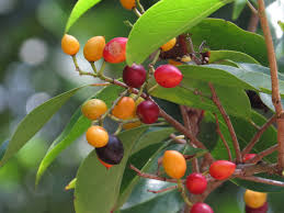 Image result for Scolopia