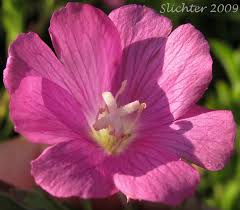 Image result for Epilobium hirsutum