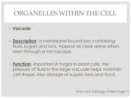 Maybe you would like to learn more about one of these? Organelles Within The Cell Ppt Download