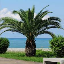 Check spelling or type a new query. Seeds Of Dwarf Date Palm Phoenix Roebelenii The Original Garden