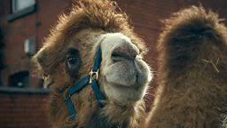 How do camels adapt to their environment? Bbc One Our Zoo Meet The Animals