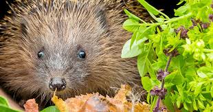 Firstly, if you have a pond in your garden, before you start luring in some prickly visitors, ensure you have a ramp so they can get in and out. 15 Hedgehog Facts For Kids Lovethegarden