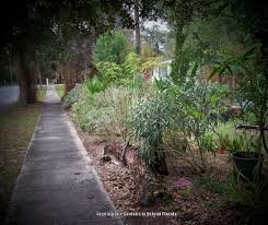 Top gardens in central florida, fl. Cottage Gardening Forum Scenes From A Central Florida Cottage Garden In Late February And Up Till Summer Garden Org