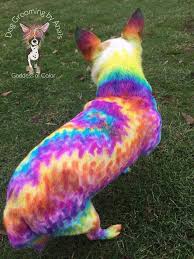 Even in the case of a movie being made cgi would be used to color a cat and avoid possible claims of animal cruelty. Tie Dye Chihuahua Dog Dye Cute Puppies And Kittens Colorful Dog