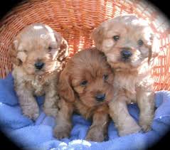 Cavoodle Puppies Dogs Are Just Too Cute Cute Baby Animals Puppies And Kitties Baby Animals