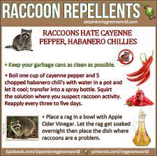 Raccoons do not eat garden plants but do eat fruits and berries from a garden. These Are Proven To Work And Effective Natural And Chemical Free Raccoon Repellents For All The Details Getting Rid Of Raccoons Raccoon Repellent Raccoon