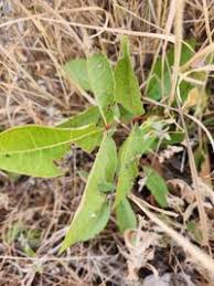 Image result for Zanthoxylum chalybeum