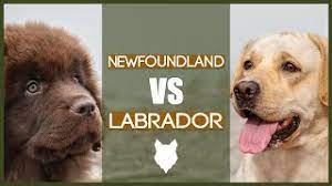 Newfoundland Vs Labrador Youtube