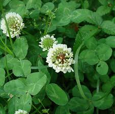 Image result for clover edible